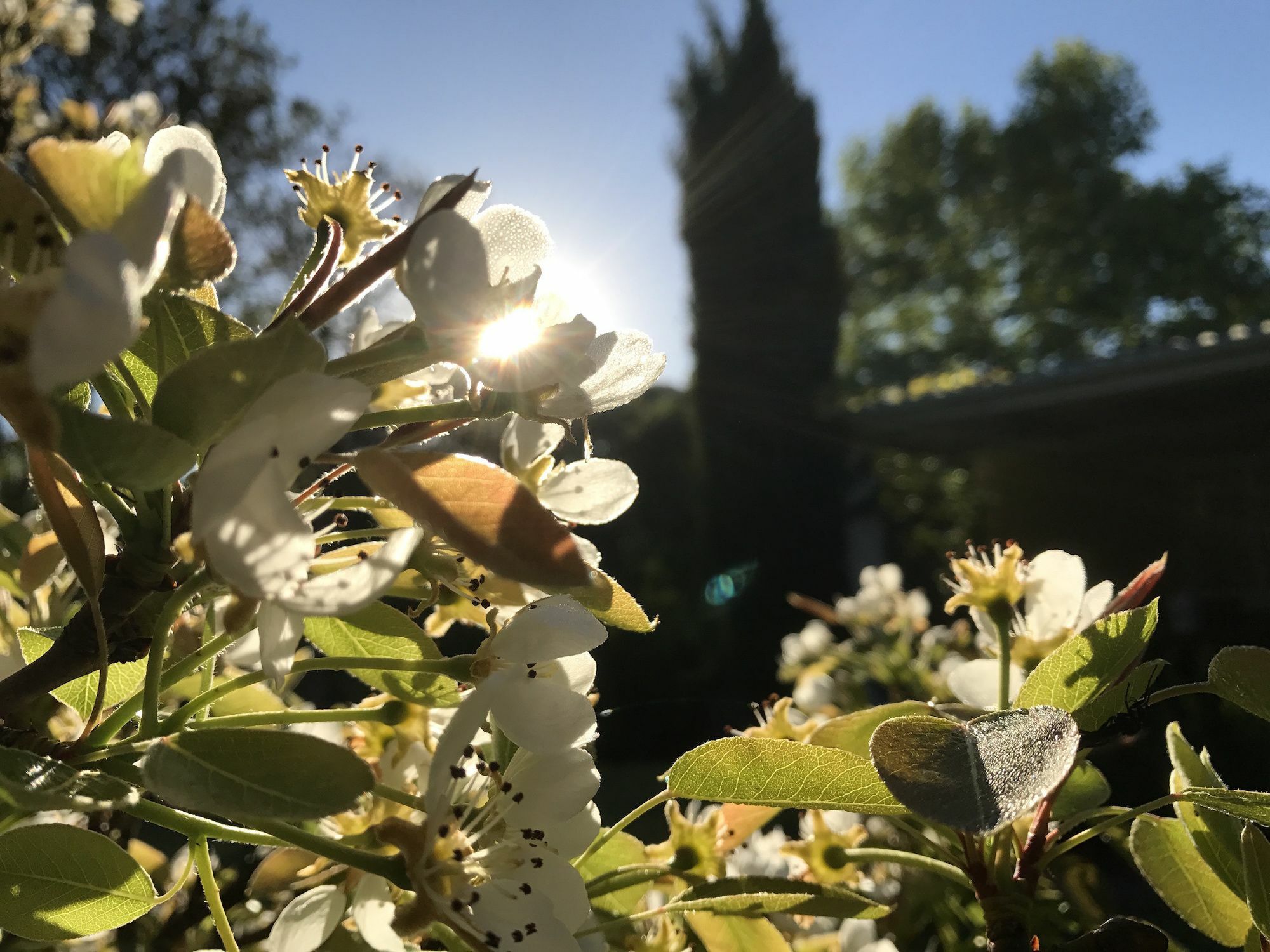 Constantia Spring Bed & Breakfast Dış mekan fotoğraf